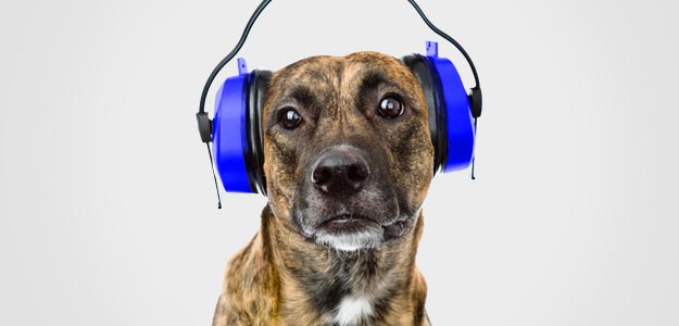 Dog-with-headphones